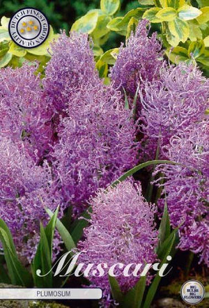 Plumed Grape Hyacinth (Muscari comosum 'Plumosum') Bulbs – Pack of 10