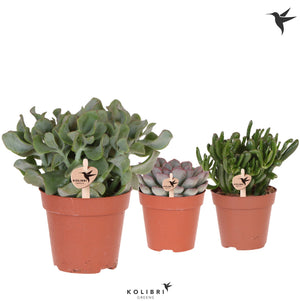 Mixed Succulent Collection – 12cm Pot, 26cm High
