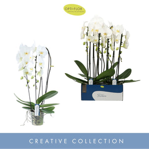 White Phalaenopsis Orchid – 15cm Pot, 75cm Tall