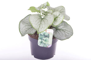 Brunnera ‘Silver Spear’ – 17cm Pot