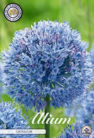 Blue Allium Caeruleum Flower Bulbs – 15 Bulbs