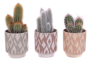 Mixed Succulent Arrangement in Ceramic Marquesas Pot – 14cm