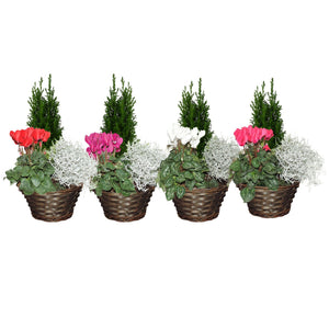 Mixed Indoor Plant Arrangement in Wicker Dish – 22cm