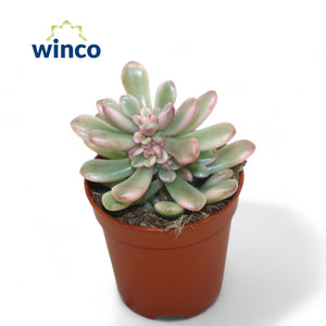 Variegated Jelly Bean Plant (Sedum rubrotinctum) – 5.5cm Pot