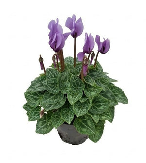 Purple Cyclamen persicum ‘Dragon Blue’ – 9cm Pot