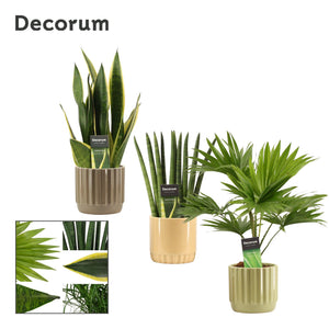 Mixed Green Houseplant in Ceramic Liam Pot – 12cm