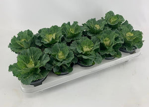 White Ornamental Brassica – 10.5cm Pot