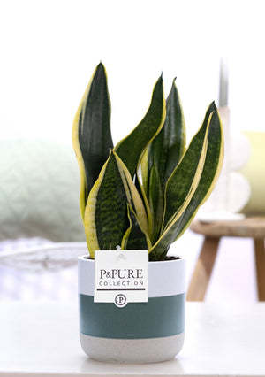 Sansevieria ‘Superba’ Laurentii – 12cm Pot