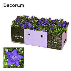 Blue Campanula ‘Napoli’ – 11cm Pot