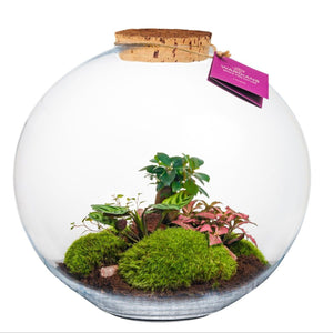 Large Moon Terrarium Arrangement – 39cm Glass Terrarium