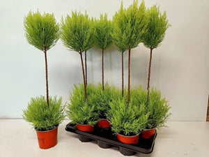 Goldcrest Monterey Cypress (Cupressus macrocarpa) – 14cm Pot