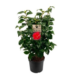 Camellia 'Mary Williams' – 19cm Pot, 50cm High