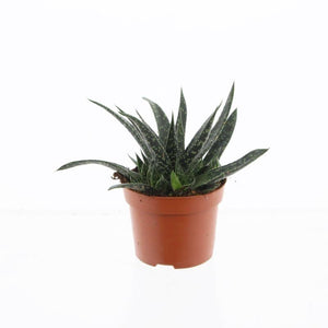 Gasteria verrucosa Succulent – 12cm Pot