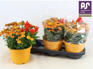 Mixed Garden Plants – 19cm Pot, Approx. 35cm High