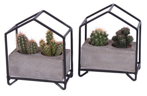 Mixed Cactus Collection – 16cm Pot