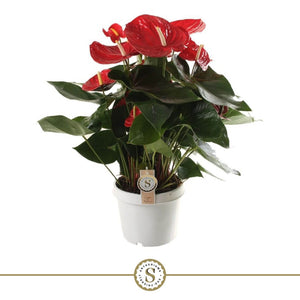 Red Anthurium Houseplant – 21cm Pot, 65cm High