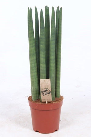 Cylindrical Snake Plant (Sansevieria cylindrica) – 17cm Pot