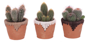 Mixed Cactus Arrangement in Ceramic Zamora Pot – 10cm