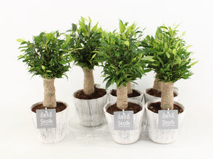 Ficus Benjamina ‘Natasja’ – 13cm Pot, 35cm High