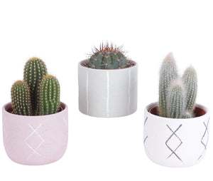 Mixed Cactus Collection in Ceramic Pot – 12cm