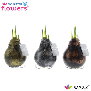 Mixed Antique Waxed Amaryllis Bulb (Hippeastrum)