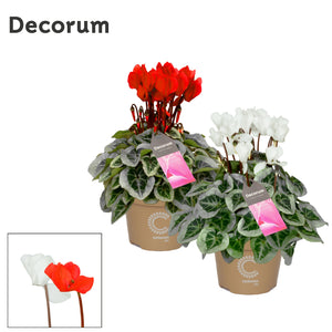 White Cyclamen persicum – 10.5cm Pot