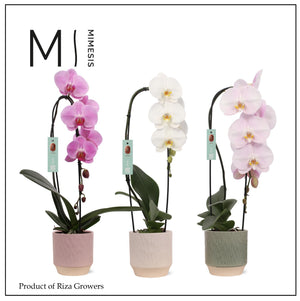Mixed Phalaenopsis Orchid – 1 Stem, 12cm Ceramic Pot