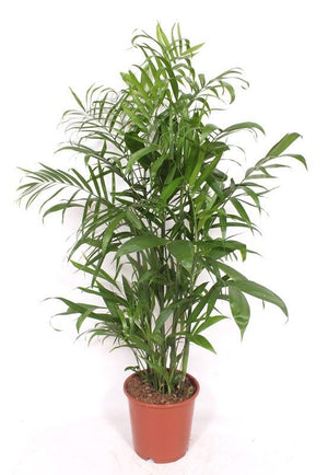 Bamboo Palm (Chamaedorea seifrizii) – 24cm Pot