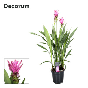 Curcuma Siam Supreme – 19cm Pot, Approx. 80cm Tall
