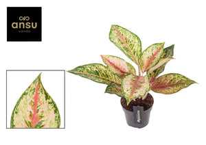 Aglaonema 'Painted Celebration' – 12cm Pot