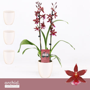 Red Burrageara Orchid – 12cm Ceramic Pot, 50cm