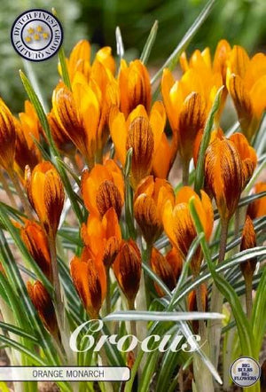 Orange Monarch Crocus Bulbs – Pack of 10
