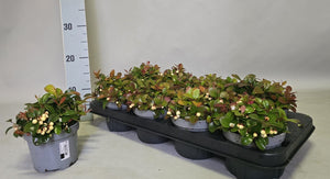 White Gaultheria procumbens ‘Ciao B’ – 12cm Pot