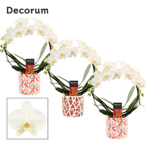 White Phalaenopsis Orchid – 2 Stem, 12cm Ceramic Pot