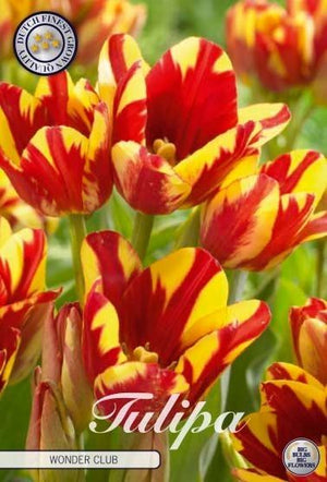 Tulipa ‘Multiflora Wonder Club’ Flower Bulbs – 7 Bulbs