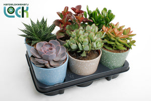 Mixed Succulent Collection – 12cm Ceramic Pot