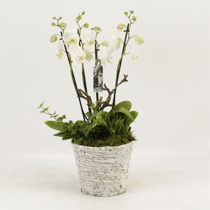 White Phalaenopsis Orchid – 19cm Pot, 50cm High