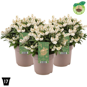 Japanese Pieris ‘Sarabande’ – 17cm Pot