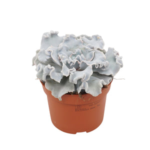 Echeveria ‘Crispy Beauty’ Succulent – 10.5cm Pot