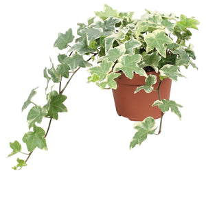 English Ivy (Hedera helix) – 13cm Pot
