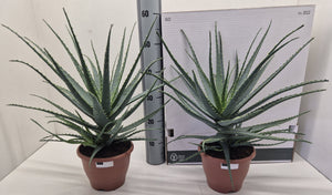 Aloe arborescens – 20cm Pot, Approx. 55cm Height
