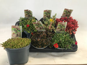 Mixed Garden Perennials – 17cm Pot