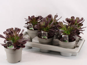 Aeonium arboreum Succulent – 14cm Pot, 28cm High