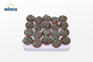 Titanopsis calcarea Living Stone Succulent – 5.5cm Pot