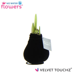 Black Waxed Hippeastrum ‘Velvet Touchz’