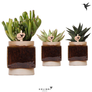 Mixed Succulent Collection – 6cm Ceramic Bubble Pot
