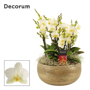 Phalaenopsis Orchid ‘Lausanne’ – 27cm Ceramic Pot