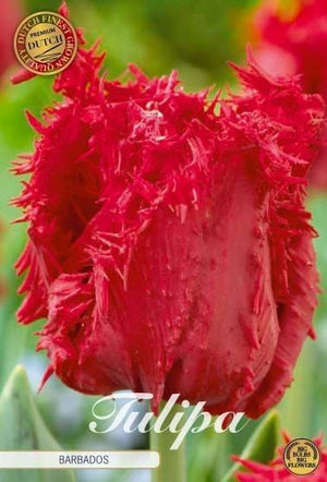 Tulipa ‘Fringed Barbados’ Tulip Bulbs – 7 Bulbs