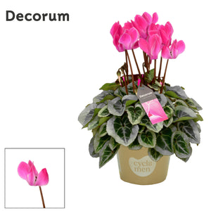 White Cyclamen persicum – 10.5cm Pot