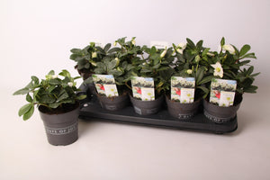Hellebore ‘Mont Blanc’ – 13cm Pot